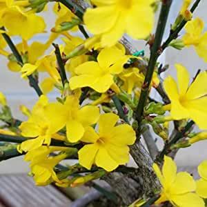 迎春花とも呼ばれる 黄梅 おうばい の育て方講座 剪定方法や植え替え時期も紹介 暮らし の