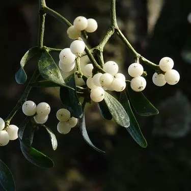 神聖でロマンチックな宿り木の花言葉をご紹介 クリスマスのプレゼントにおすすめ 暮らし の