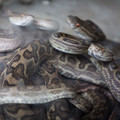 【写真付き】日本に生息する毒蛇一覧！猛毒で危険な種類の見分け方もご紹介！