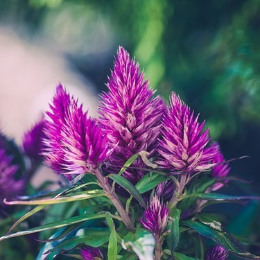 連載 ケイトウの花言葉 独特な花姿のケイトウの種類も紹介 暮らし の