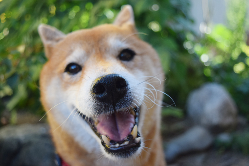 キツい日本の夏場でも快適な環境に ひと工夫で出来る簡単な 犬の暑さ対策をご紹介 暮らし の