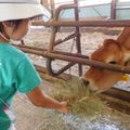 【動物とのふれあいを満喫】千葉県の牧場おすすめ7選！子供とのんびりできる穴場も！