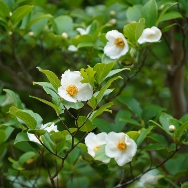 平家物語の冒頭で有名 沙羅双樹の花の色は何色 日本では夏椿を指す理由も解説 暮らし の