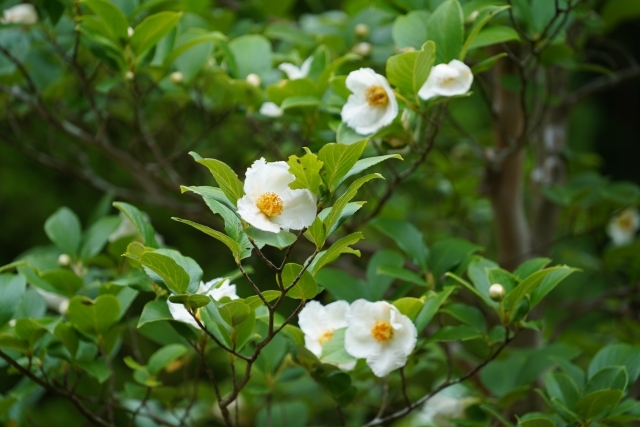 平家物語の冒頭で有名 沙羅双樹の花の色は何色 日本では夏椿を指す理由も解説 Kurashi No