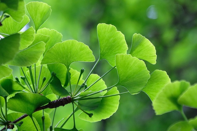 第3の増やし方 取木の方法を解説 できる植物や簡単な手順 必要な期間もご紹介 暮らし の