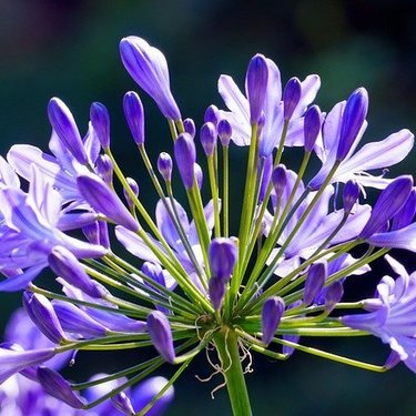 連載 アガパンサスの花言葉 紫や白など色別の花言葉は 暮らし の