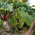 家庭菜園でも発芽しやすい、ビーツの育て方を解説！土壌づくりから収穫まで超簡単！