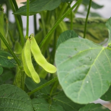 プランターで種から始める 枝豆の育て方を解説 家庭菜園で注意すべきポイントも 暮らし の