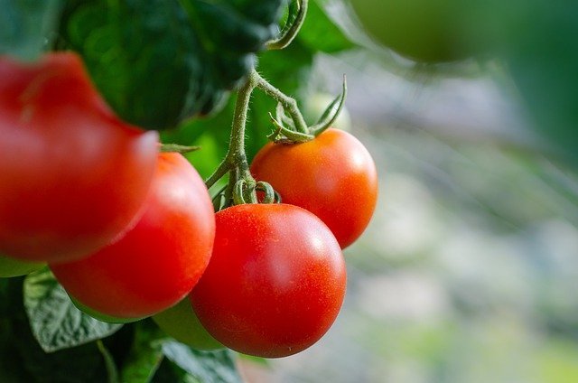 家庭菜園で失敗しない トマトのプランター栽培の方法を解説 苗から始めるのがコツ 暮らし の