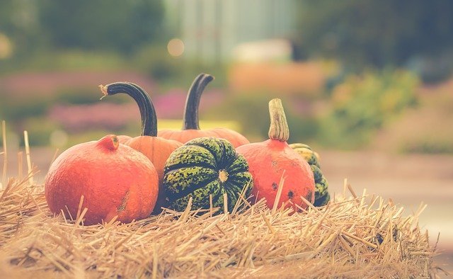 プランターで簡単 かぼちゃの育て方を解説 収穫後に甘みを引き立たせるコツも 暮らし の
