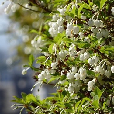 庭木で鮮やかな紅葉を味わおう 鉢植えで始めるドウダンツツジの育て方講座 暮らし の