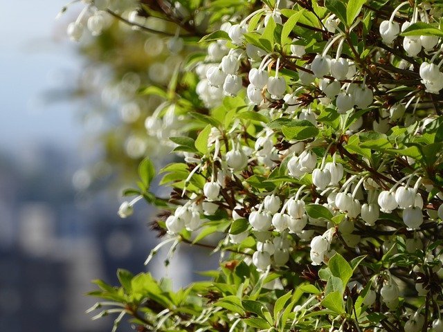 庭木で鮮やかな紅葉を味わおう 鉢植えで始めるドウダンツツジの育て方講座 Kurashi No