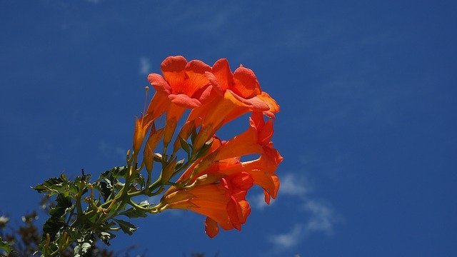 連載 ノウゼンカズラの花言葉 和名の漢字表記は花言葉に由来する 暮らし の