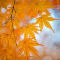 京都の名所、下鴨神社の紅葉は12月でも楽しめる？見ごろや女性が喜ぶご利益を解説！