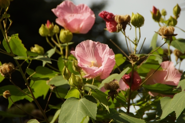 日本古来より愛される 芙蓉 フヨウ の花言葉をご紹介 種類別の花色も解説 暮らし の