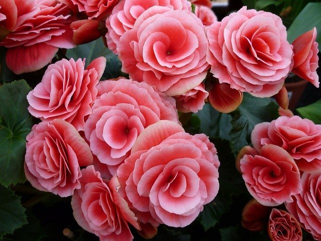 花のプレゼントに困ったらコレ 誰に渡してもokな ベゴニアの花言葉の意味を紹介 Kurashi No