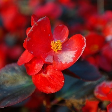 ピンクでハート型の花が可愛い 秋海棠の花言葉を紹介 意味の由来や原産地も解説 暮らし の