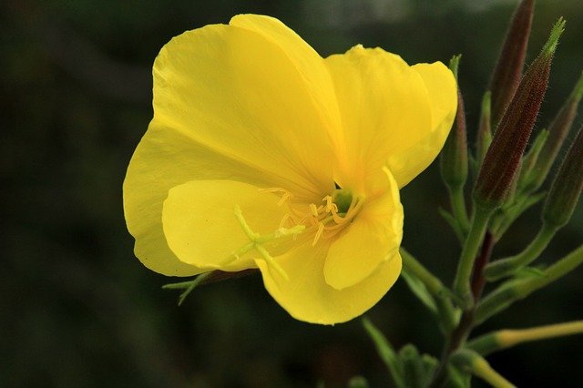 文学好きな人に贈りたい マツヨイグサの花言葉をご紹介 花色や意味の由来も解説 暮らし の