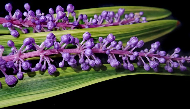 紫色の上品な花が特徴 ヤブランの花言葉をご紹介 名前の由来や開花時期も解説 暮らし の