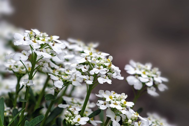 小さな花が力強く咲く スイートアリッサムの花言葉をご紹介 見頃の季節や種類も 暮らし の