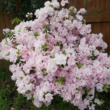 種類豊富 色とりどりの花咲く さつき盆栽の育て方 手入れの方法を解説 暮らし の