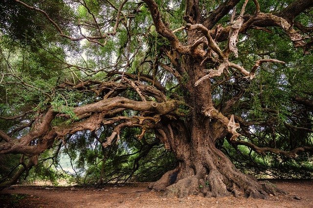 根っこの手入れが鍵 オリーブのミニ盆栽の育て方講座 鉢植えにする魅力も解説 暮らし の