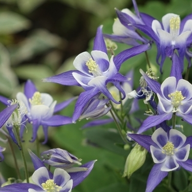 丈夫で色鮮やか 西洋オダマキの育て方を解説 開花期や季節別の管理の注意点も 暮らし の