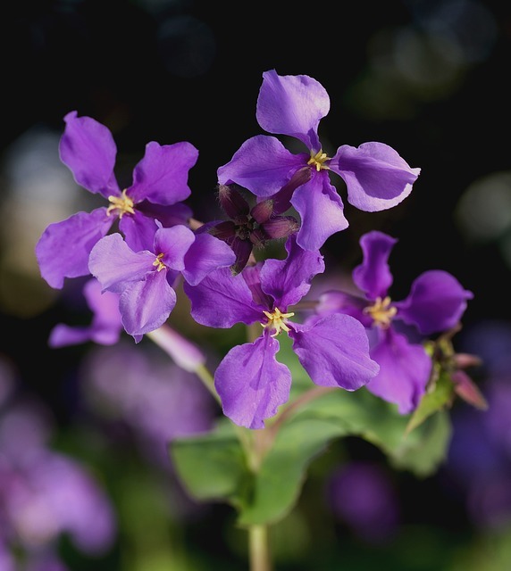 綺麗な紫の花を咲かせる 花大根の特徴 季節をご紹介 色が由来の花言葉も Kurashi No