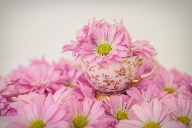 縁起が良く 贈り物として大人気 中国の代表的な花の種類 花言葉の意味もご紹介 暮らし の