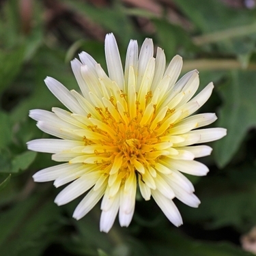 在来種なのに日本では珍しい 白いタンポポの開花時期 花言葉もご紹介 暮らし の