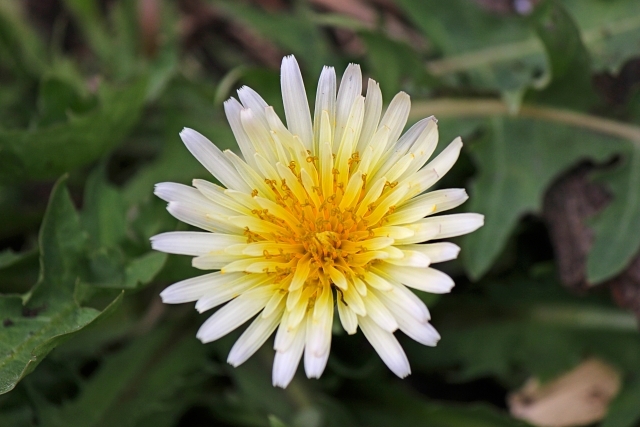 在来種なのに日本では珍しい 白いタンポポの開花時期 花言葉もご紹介 暮らし の