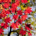 車で秋の絶景巡り。観光名所も数多き、仙台の紅葉スポットおすすめ12選！