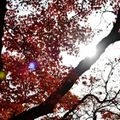 観光名所揃い、奈良公園の紅葉スポット&見どころを解説！帰りは鹿との記念写真を。