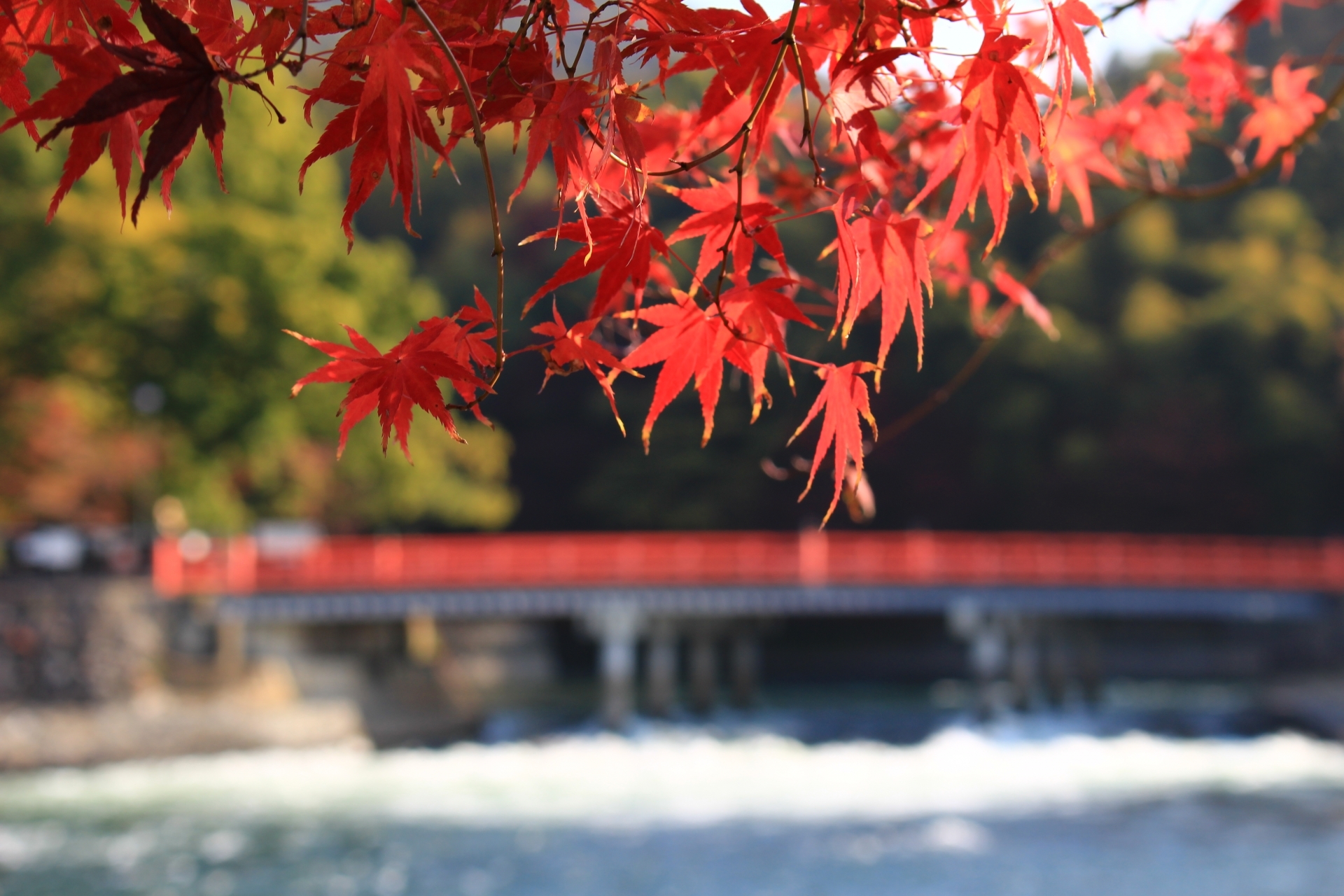 観光客に人気の名所も 大人な気分を味わえる 宇治の紅葉スポット12選 Kurashi No