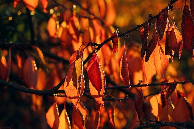 秋に映える桜紅葉とは 意味や見頃の時期 おすすめスポットなどをご紹介 暮らし の