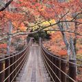 吊り橋から見下ろす景色は、まさに圧巻。花貫渓谷の紅葉の見頃&見所を解説！