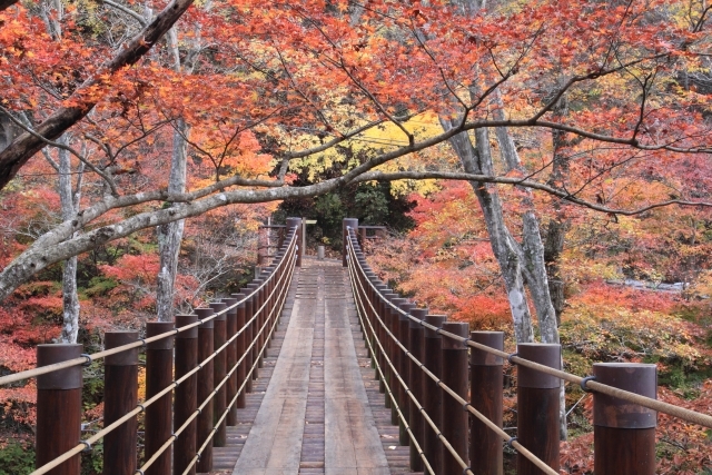 吊り橋から見下ろす景色は まさに圧巻 花貫渓谷の紅葉の見頃 見所を解説 暮らし の
