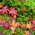 季節ごとの色の変化が楽しい…紅葉（もみじ）の種類人気10選！園芸のおすすめ品種も！
