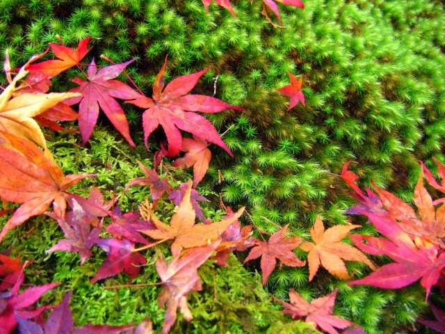 季節ごとの色の変化が楽しい 紅葉 もみじ の種類人気10選 園芸のおすすめ品種も 暮らし の