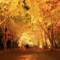 溢れる雄大な自然を味わう。函館市の紅葉情報まとめ！今年の見頃はいつから？