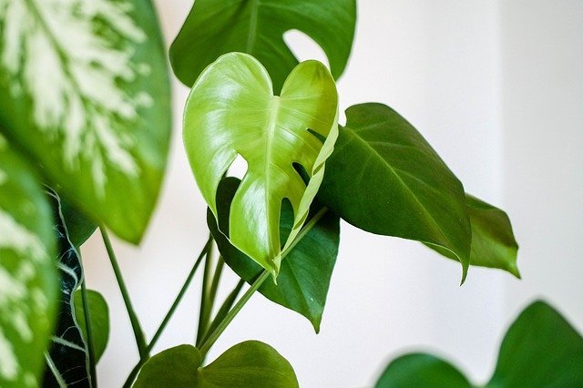 風水に良い 観葉植物の人気品種12選 ミニサイズや手入れが簡単な種類もご紹介 Kurashi No