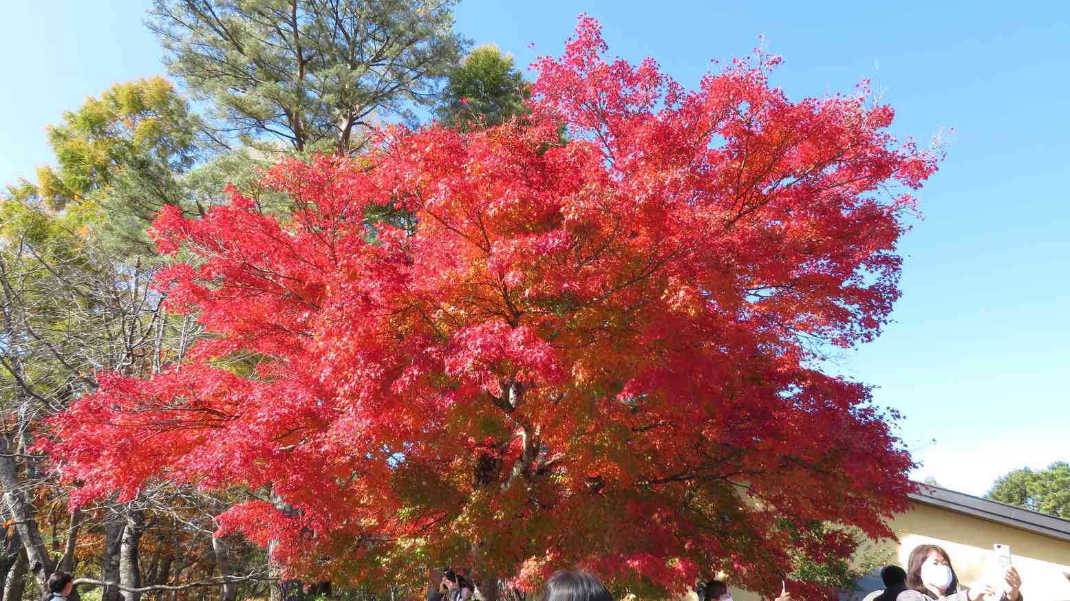 休日にフラっと行ける 埼玉の紅葉スポット9選 ドライブにピッタリな穴場もご紹介 暮らし の