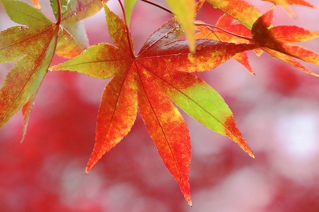 日本の四季を彩る 楓 カエデ の花言葉をご紹介 怖い意味や名前の由来も 暮らし の