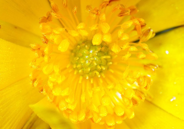 ふんわりした黄色が幸せを想起させる 福寿草の花言葉の意味や由来を解説 暮らし の