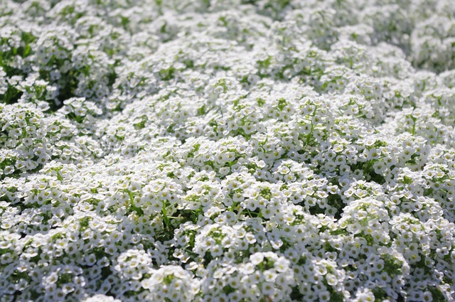 寄せ植えでも人気 アリッサムの育て方講座 開花時期 管理の3つの注意点も解説 暮らし の