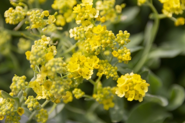 花色や香りも由来に アリッサムの花言葉をご紹介 スイートアリッサムとの違いも解説 暮らし の