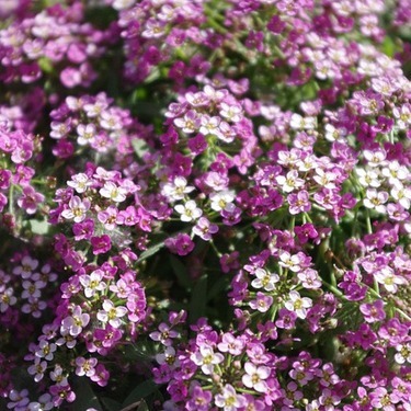 連載 アリッサムの花言葉 色別の花言葉は 秋から春まで楽しめるこの花の種まきの時期 暮らし の