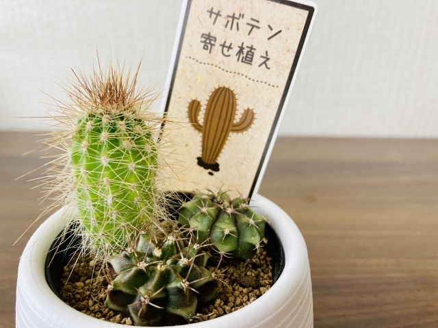 おしゃれなサボテンの寄せ植えのやり方や簡単なコツを紹介 レイアウト一つで変わる 暮らし の