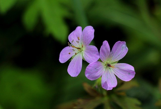 連載 生薬として有名なゲンノショウコの花は可愛い その花言葉を解説 Kurashi No