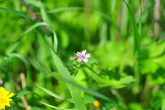 連載 生薬として知られる薬草 センブリの花言葉を解説 暮らし の